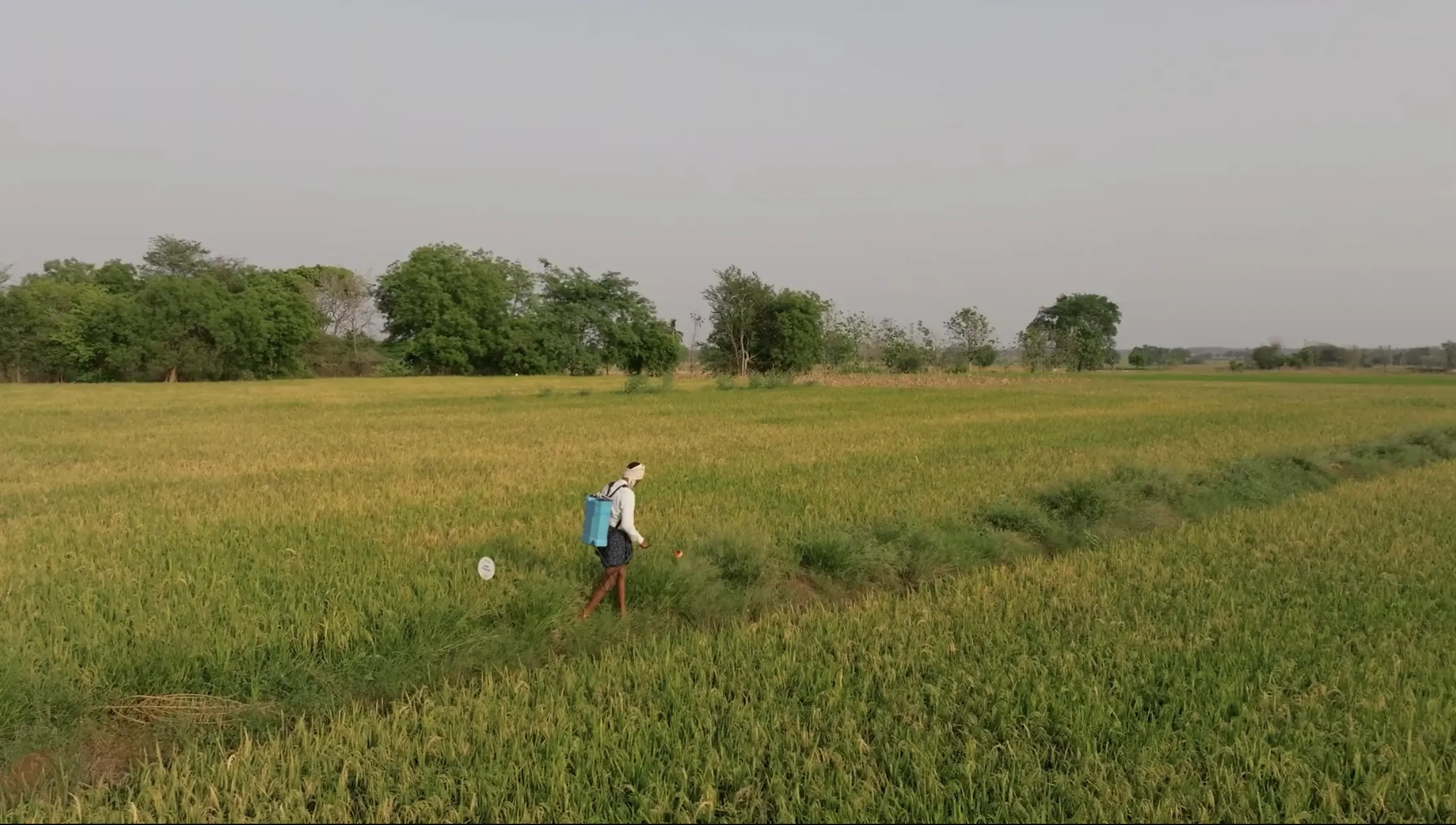 GOOGLE & MITTI LABS PARTNER TO ELIMINATE METHANE AND SCALE CLIMATE-SMART AG PRACTICES ACROSS INDIA'S RICE FIELDS